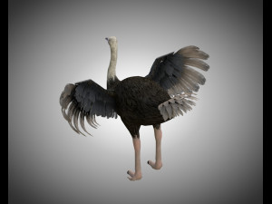 ostrich bird pbr rigged low poly Modèle 3D