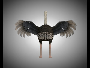 ostrich bird pbr rigged low poly Modèle 3D