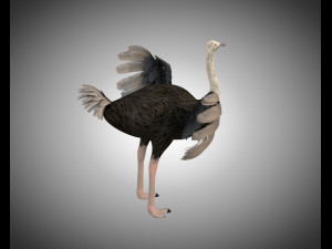 ostrich bird pbr rigged low poly Modèle 3D