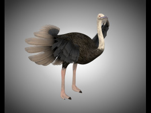 ostrich bird pbr rigged low poly Modèle 3D