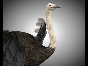 ostrich bird pbr rigged low poly Modèle 3D