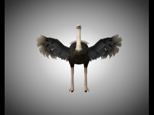 ostrich bird pbr rigged low poly Modèle 3D