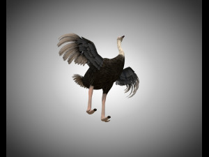 ostrich bird pbr rigged low poly Modèle 3D