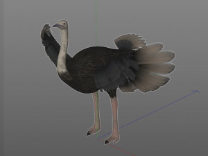 ostrich bird pbr rigged low poly Modèle 3D