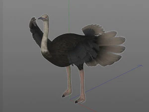 ostrich bird pbr rigged low poly 3D Model