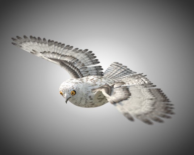 owl bird pbr rigged low poly Modello 3D .c4d .max .obj .3ds .fbx .stl .blend 