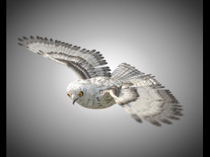 owl bird pbr rigged low poly Modelo 3D