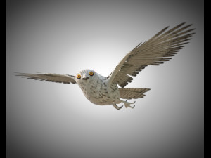 owl bird pbr rigged low poly Modello 3D