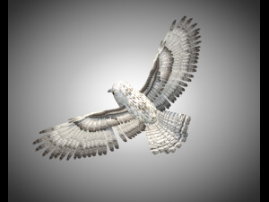 owl bird pbr rigged low poly Modello 3D