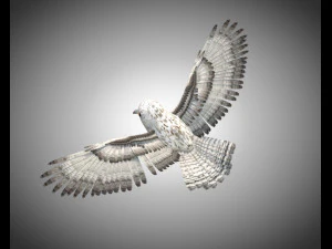 gufo uccello pbr truccato low poly Modello 3D