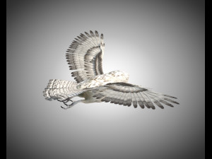 owl bird pbr rigged low poly Modello 3D