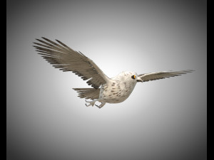 owl bird pbr rigged low poly Modello 3D