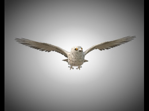 owl bird pbr rigged low poly Modello 3D
