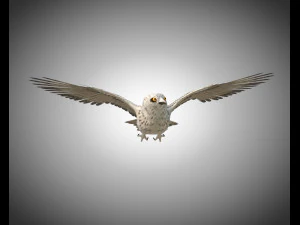 gufo uccello pbr truccato low poly Modello 3D