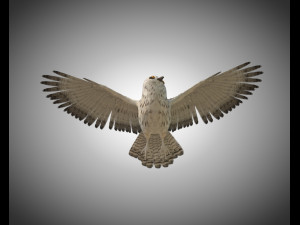 owl bird pbr rigged low poly Modello 3D