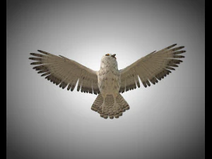 gufo uccello pbr truccato low poly Modello 3D