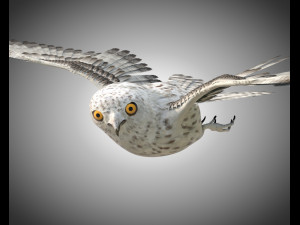 owl bird pbr rigged low poly Modello 3D