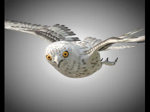 gufo uccello pbr truccato low poly Modello 3D