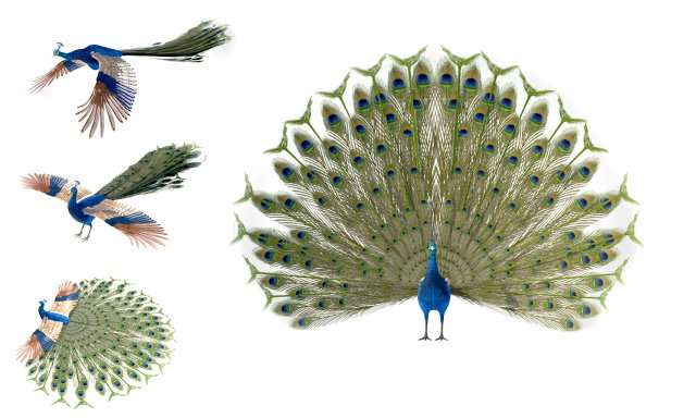 indian peafowl peacock pbr rigged low poly 3D Model .c4d .max .obj .3ds .fbx .stl .blend 
