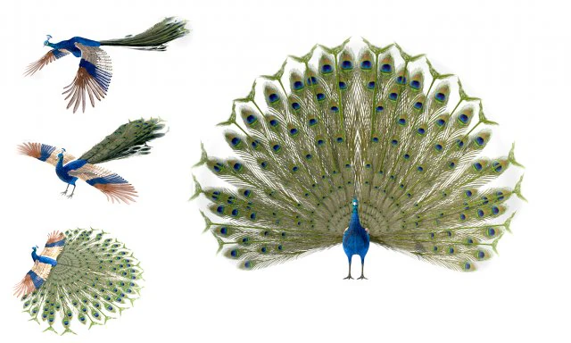 indian peafowl peacock pbr rigged low poly 3D Model .c4d .max .obj .3ds .fbx .stl .blend 