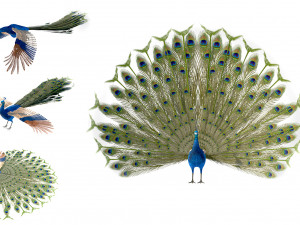 indian peafowl peacock pbr rigged low poly 3D Модель