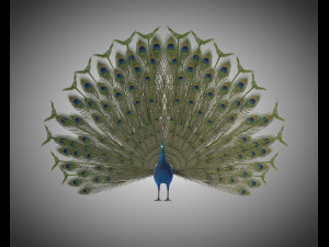 indian peafowl peacock pbr rigged low poly 3D Model