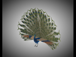 indian peafowl peacock pbr rigged low poly 3D Model