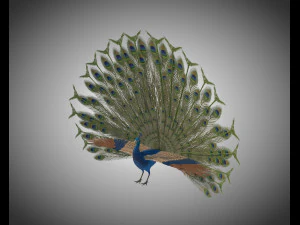 indian peafowl peacock pbr rigged low poly 3D Model