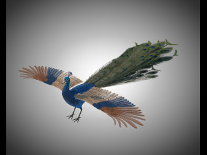 indian peafowl peacock pbr rigged low poly 3D Model