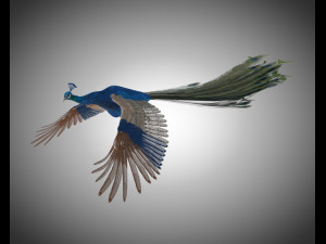 indian peafowl peacock pbr rigged low poly 3D Model