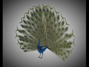 indian peafowl peacock pbr rigged low poly 3D Model