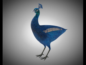 indian peafowl peacock pbr rigged low poly 3D Model