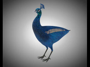 indian peafowl peacock pbr rigged low poly 3D Model