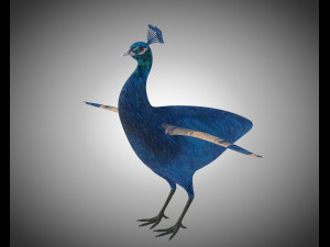 indian peafowl peacock pbr rigged low poly 3D Model