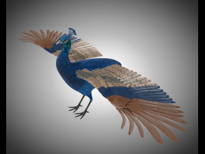 indian peafowl peacock pbr rigged low poly 3D Model