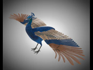 indian peafowl peacock pbr rigged low poly 3D Model