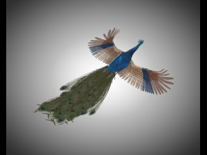 indian peafowl peacock pbr rigged low poly 3D Model