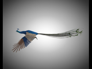indian peafowl peacock pbr rigged low poly 3D Model