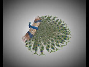 indian peafowl peacock pbr rigged low poly 3D Model