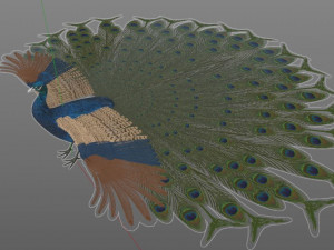 indian peafowl peacock pbr rigged low poly 3D Model