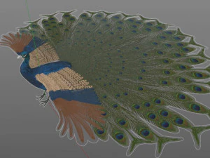 indian peafowl peacock pbr rigged low poly 3D Model