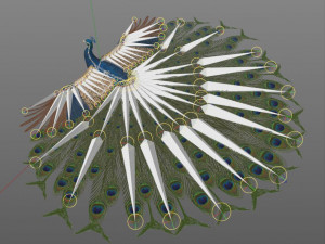 indian peafowl peacock pbr rigged low poly 3D Model