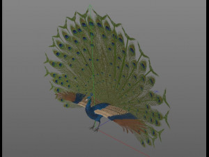 indian peafowl peacock pbr rigged low poly 3D Model