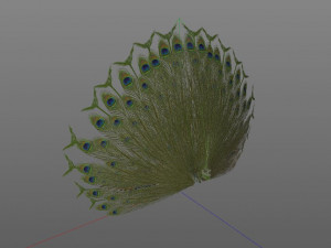 indian peafowl peacock pbr rigged low poly 3D Model