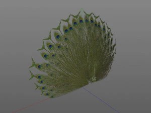 indian peafowl peacock pbr rigged low poly 3D Model