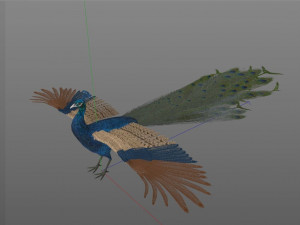 indian peafowl peacock pbr rigged low poly 3D Model
