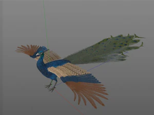 indian peafowl peacock pbr rigged low poly 3D Model