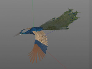 indian peafowl peacock pbr rigged low poly 3D Model