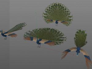 indian peafowl peacock pbr rigged low poly 3D Model