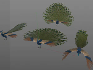 indian peafowl peacock pbr rigged low poly 3D Model